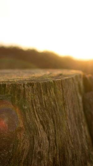 秒收录泛目录站群截图1