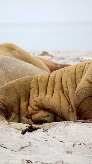 梦幻西游私服修改器截图4