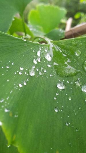 泛目录寄生虫截图5