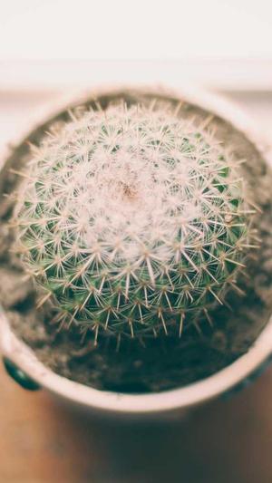 泛目录站群软件词霸截图1