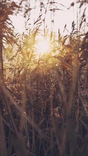 seo优化网络推广截图2