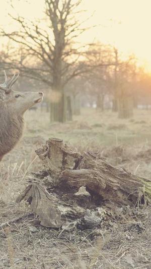 梦幻西游手游私服吧截图2
