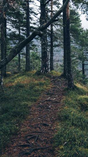 做泛目录排名掉吗截图3