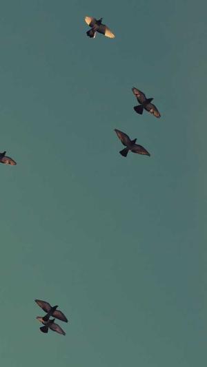 梦幻西游有没有私服截图3